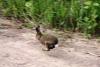 Muutama metsästysaiheinen kuva
