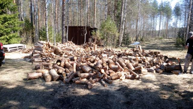 Kemppilän puut