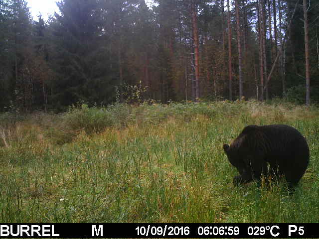Nalle riiistapellossa